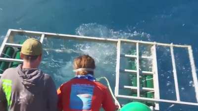 Great White Shark cage breach