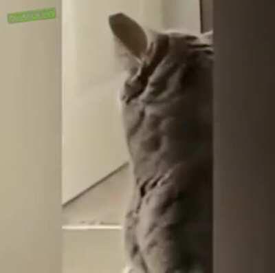 Cat does not appreciate being woken up by a German man yelling in the background.