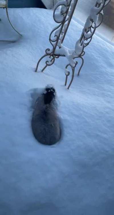 Baileys first time in relatively deep snow. So brave lol