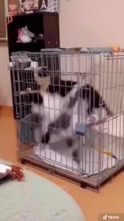 Purrrrrpetual Motion