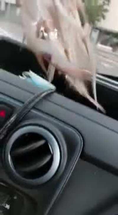 Crazy hail storm in Catalonia feels like a rain of stones. This same storn killed a 20 months baby who was playing outside.