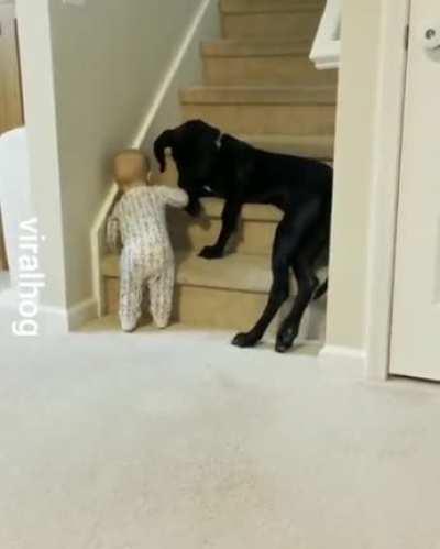 when your dog is over protective