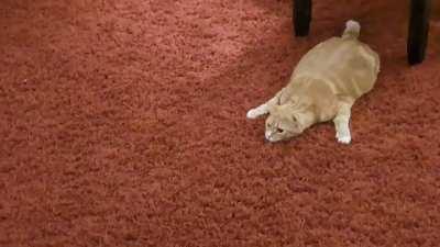 Meet Zuko, the best mouser.