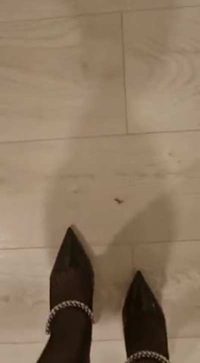 Jimmy Choo in action. Bundle of 200 clips avaliable for sale for 60€