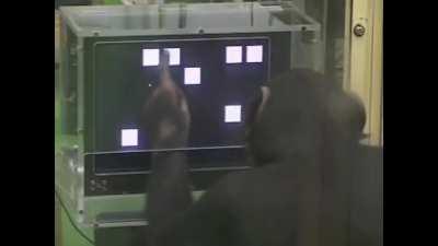 The chimps are ready to attack