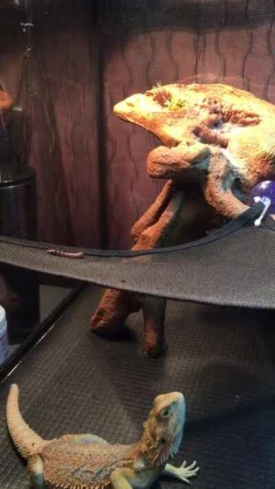 He’s wouldn’t last a day in the wild 😂