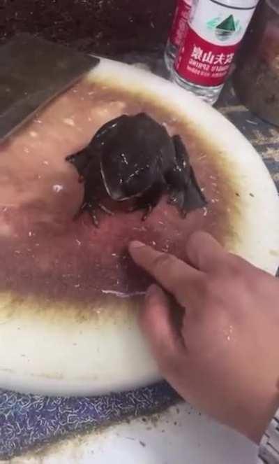 Frog with baby crying voice