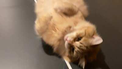 My cat who only speaks to ping pong balls.