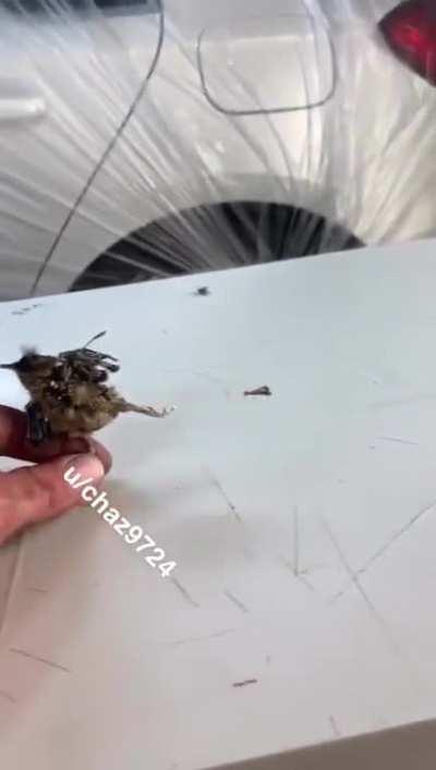 Leaked footage of bird practicing for 2021 Winter Olympics to show animal equality!