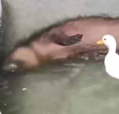 a brutal attack on capybara day🥲