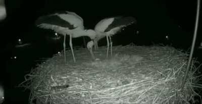 Аисты рады первому яичку