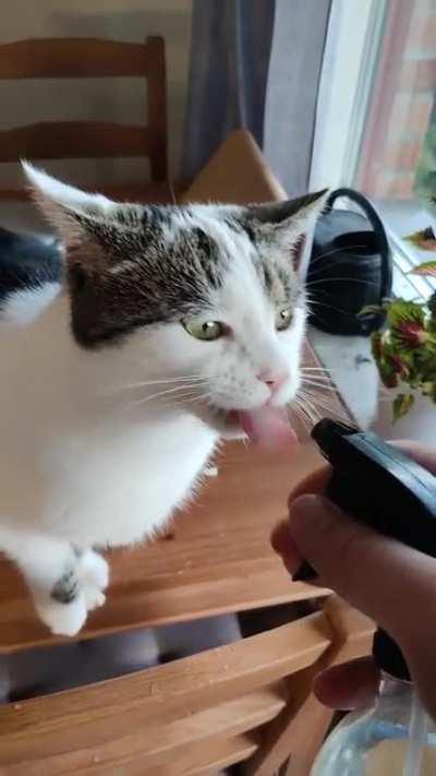 This is the only way Oliver drinks. I've tried fountains, different bowl sizes, materials, but he only accepts the spray bottle