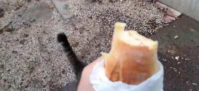 The infamous sandwich thief is back