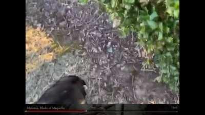 POV: You are Malenia unleashing your Waterf(o)wl Dan(c)e on a loser Tarnished