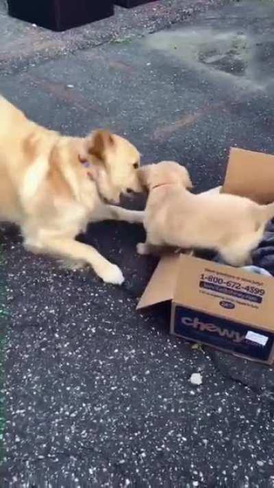 Hank meets new little brother George:)