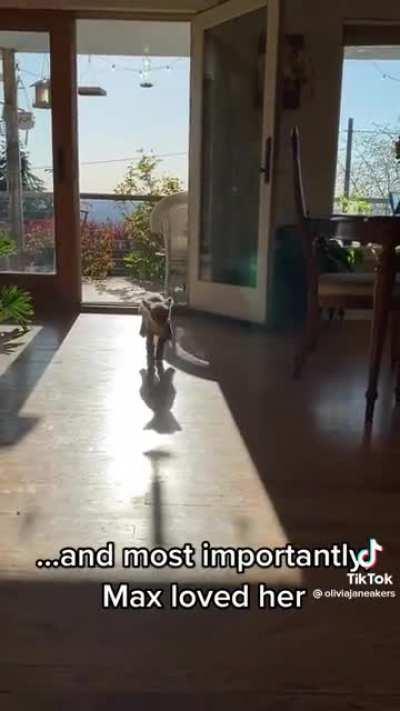 Farm dog raises a rejected lamb