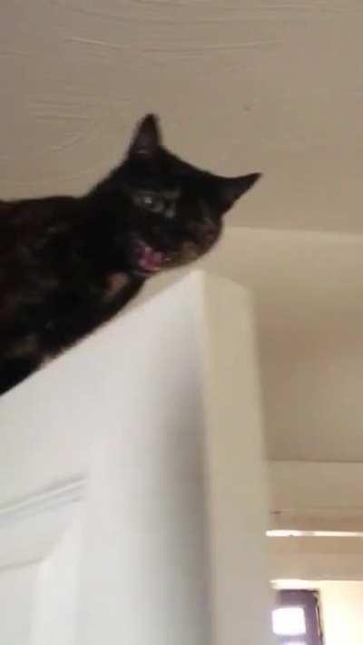 Dumbass got stuck on top of the door