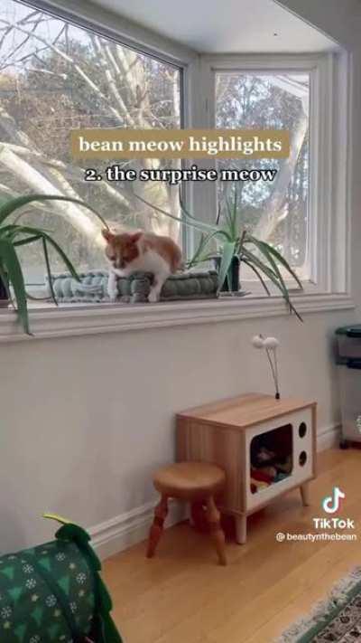 Saw this posted somewhere and feel like I can now speak in cat