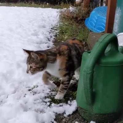 Kitten's first snow day