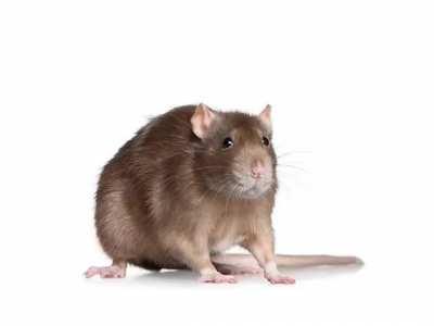 Does Vermintide 2 have an intro video when you start the game? If so is it possible to replace it with this?