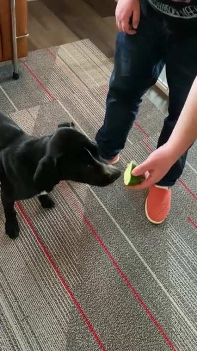 Of course I have the weirdo dog that actually likes citrus fruits.