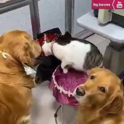 A sibling photo-shoot