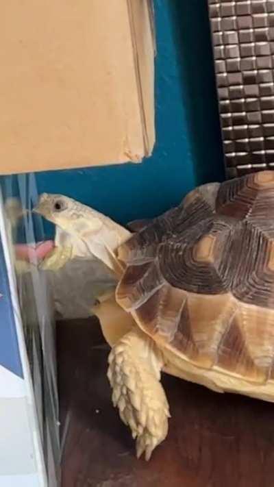 He’s over here tryna eat the box 😭