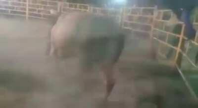 Bull riders wild ride...dead or veggie