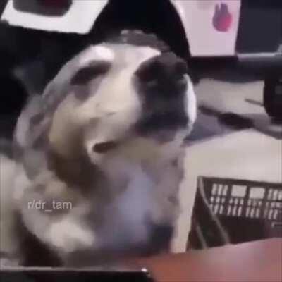 Don't mind me just chilling to s13 lobby music