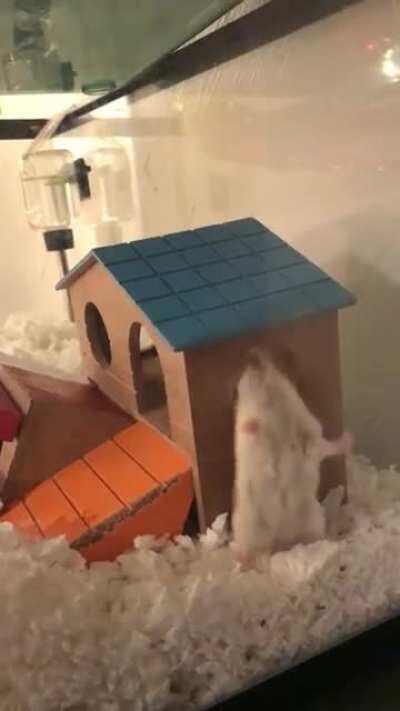 Weird hamster backflip