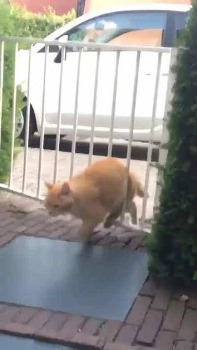 cat fighting door