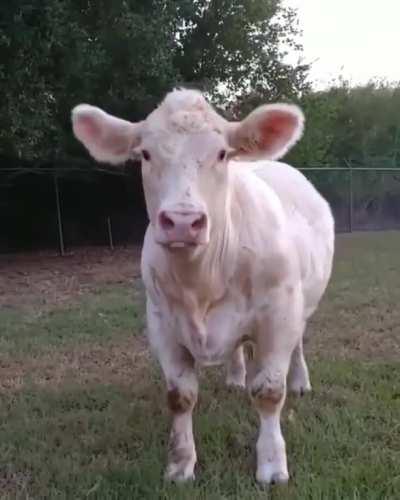 What a beautiful cow 🥰