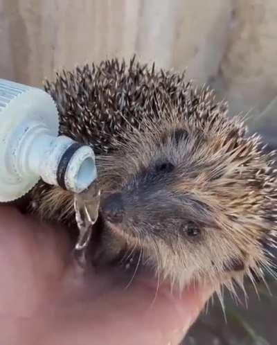 SoNiC gOt FuCkInG WaTeR bOaRdEd, ThEn DrOwNeD1!1!1!1