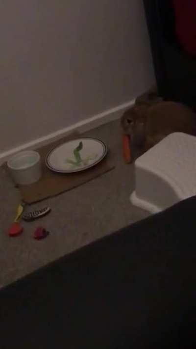 First time Sunnys ever played with his toy carrot I bought him ages ago