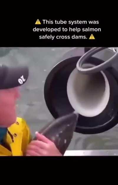 Tube for transporting salmon safely across dam