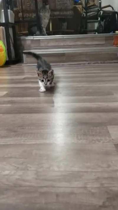 Illegally Smol Oliver is back and on his way to commit crimes.