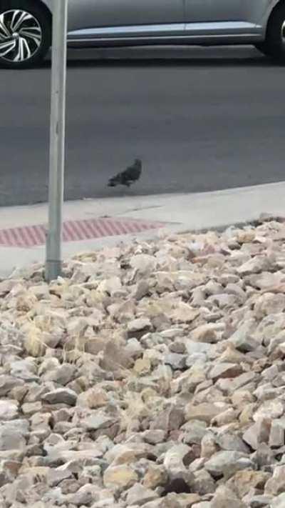 Bird goes insane after near death experience