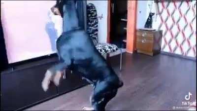 Recuerden, el Reddit tiene que ser tranquilo y nada edgy, tomen un perro bailando como el buen Michael :)