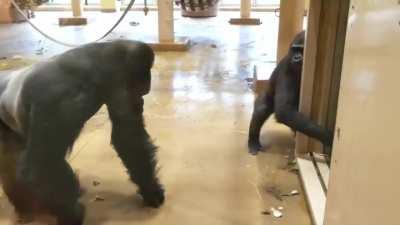 Cheeky ape pulls off a flawless prank