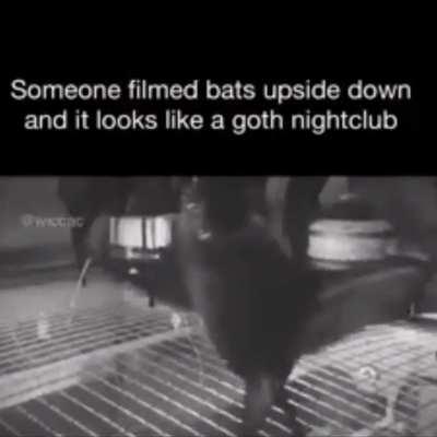 Bats