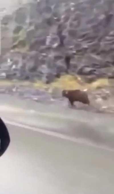 How fast this bear runs