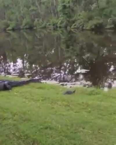 Ever see a gator die inside