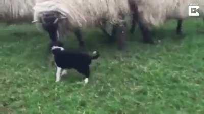 Little Border Collie has his first day on the job, show the sheep who's boss around here.
