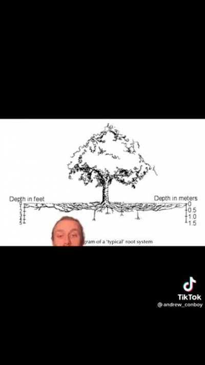 Tree root misconceptions
