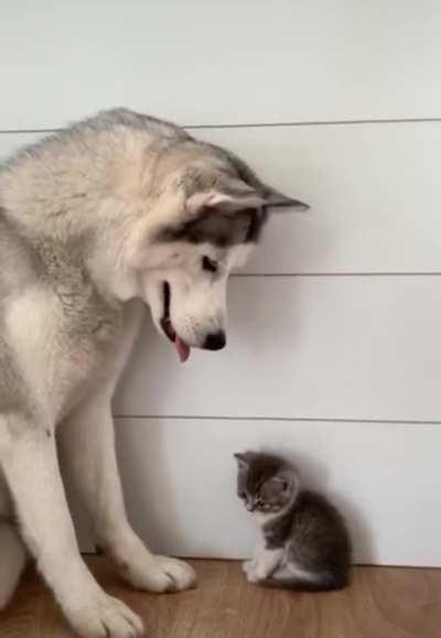 I can't get over how cute they are together!