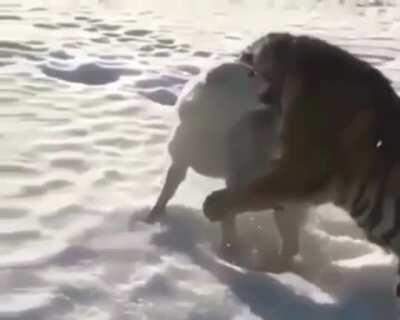 Don't mess with big cats