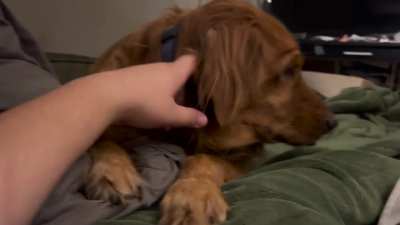 Just petting our golden girl. She seems depressed but she’s really not. I love her so much ❤️ Lexi