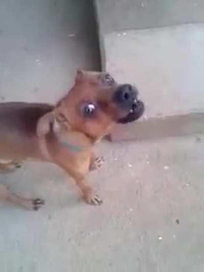 cachorro do casimiro