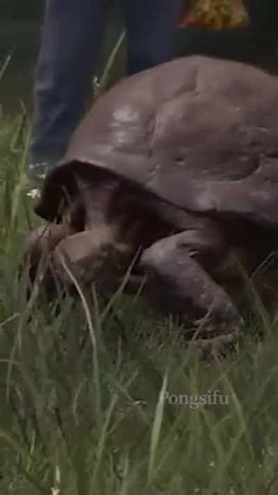 Is this a cat- in a hat?