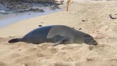 Seal farts after looking directly at me